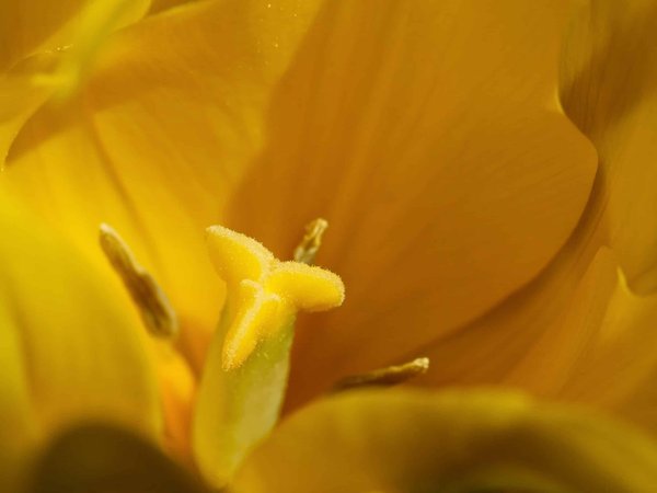 Comment vivre une immersion dans la culture des cow-boys au Texas ?